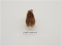 藏品(枯葉蛾科)的圖片